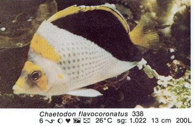 Chaetodon flavocoronatus